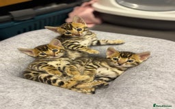 Bengal cats for sale: Bengal kittens  - Image 1