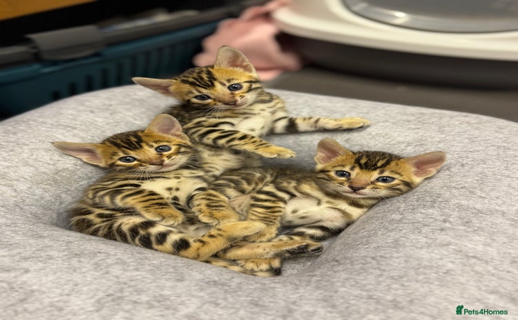 Bengal cats - Advert 1