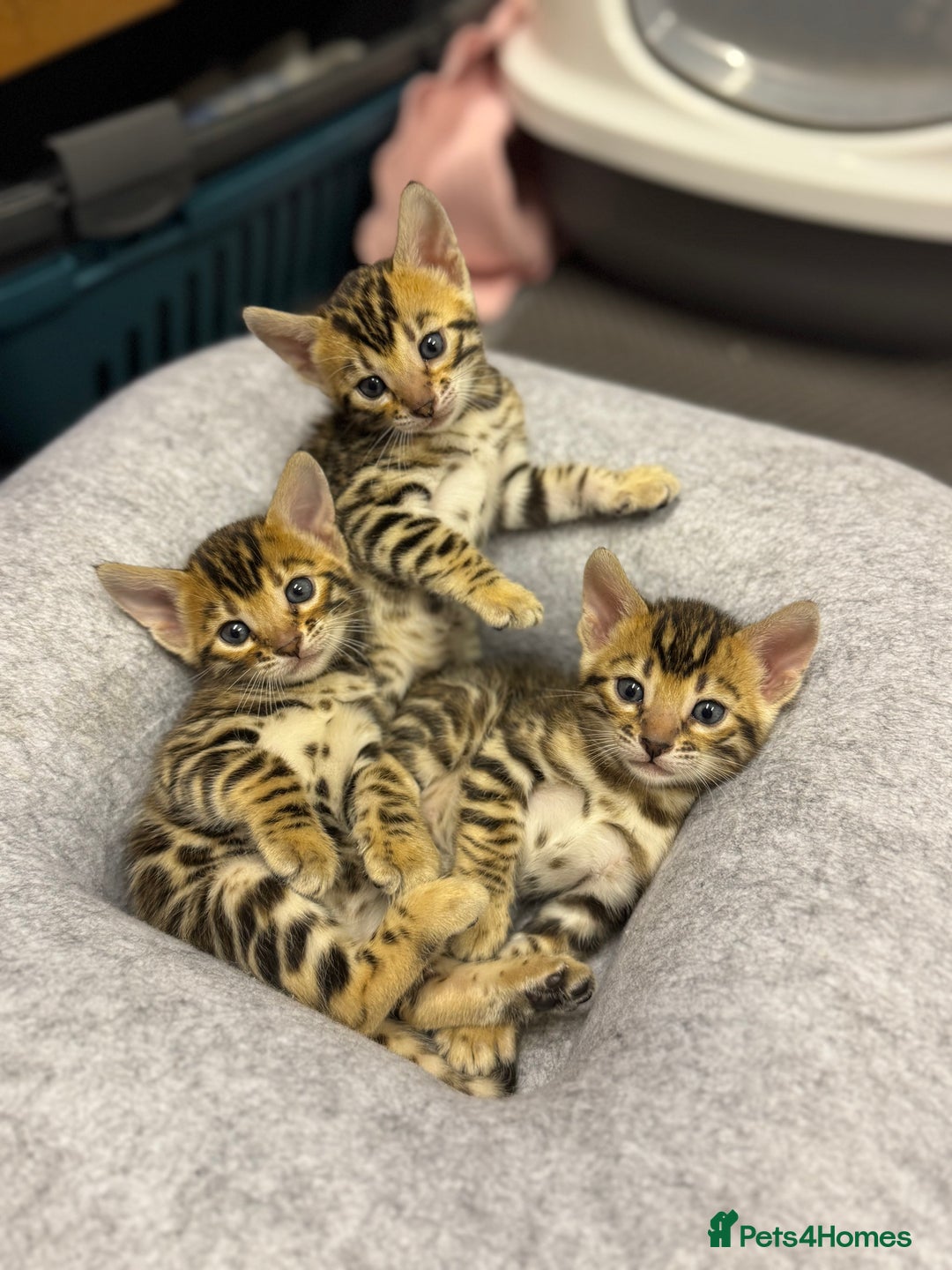 Bengal cats for sale: Bengal kittens  - Image 1