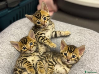 Bengal cats - Advert 34