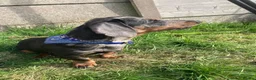 Dachshund dogs for stud: Dachshund for stud 25£ deposit r in Burnley - Advert 10