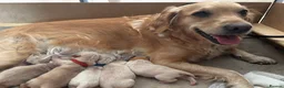 Golden Retriever dogs for sale: Golden retriever puppies  in Neath - Advert 2