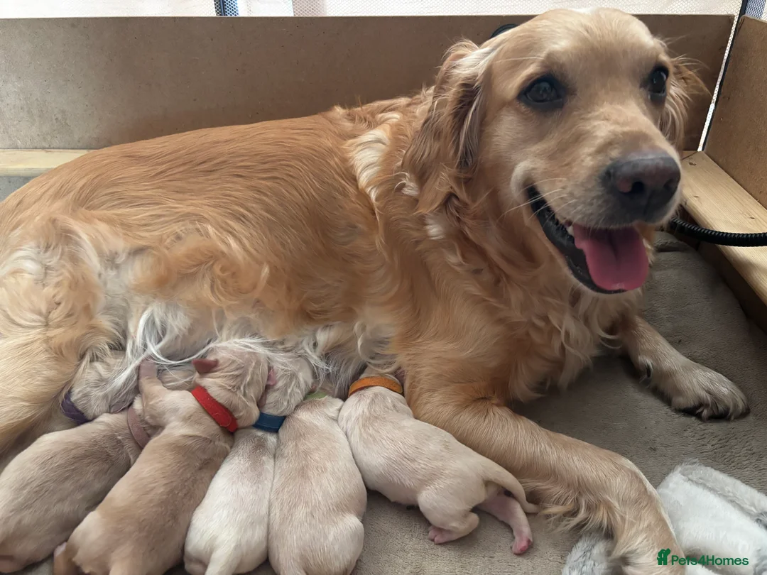 Golden Retriever dogs for sale: Golden retriever puppies  in Neath - Advert 2