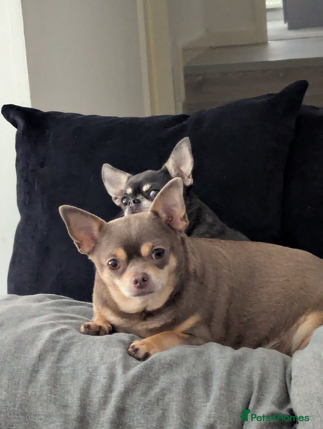 Chihuahua dogs for sale: 2 KC smooth coat boys - Advert 11