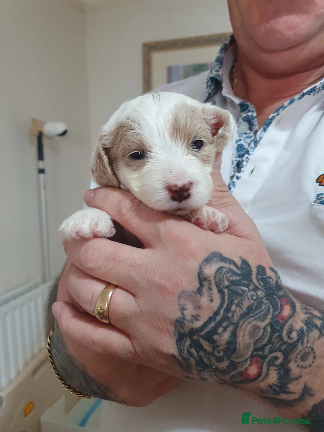 Mixed Breed dogs for sale: Beautiful little of cavapoochon puppies - Advert 2