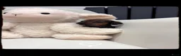Dachshund dogs for sale: Mini dachshund puppies  - Advert 9