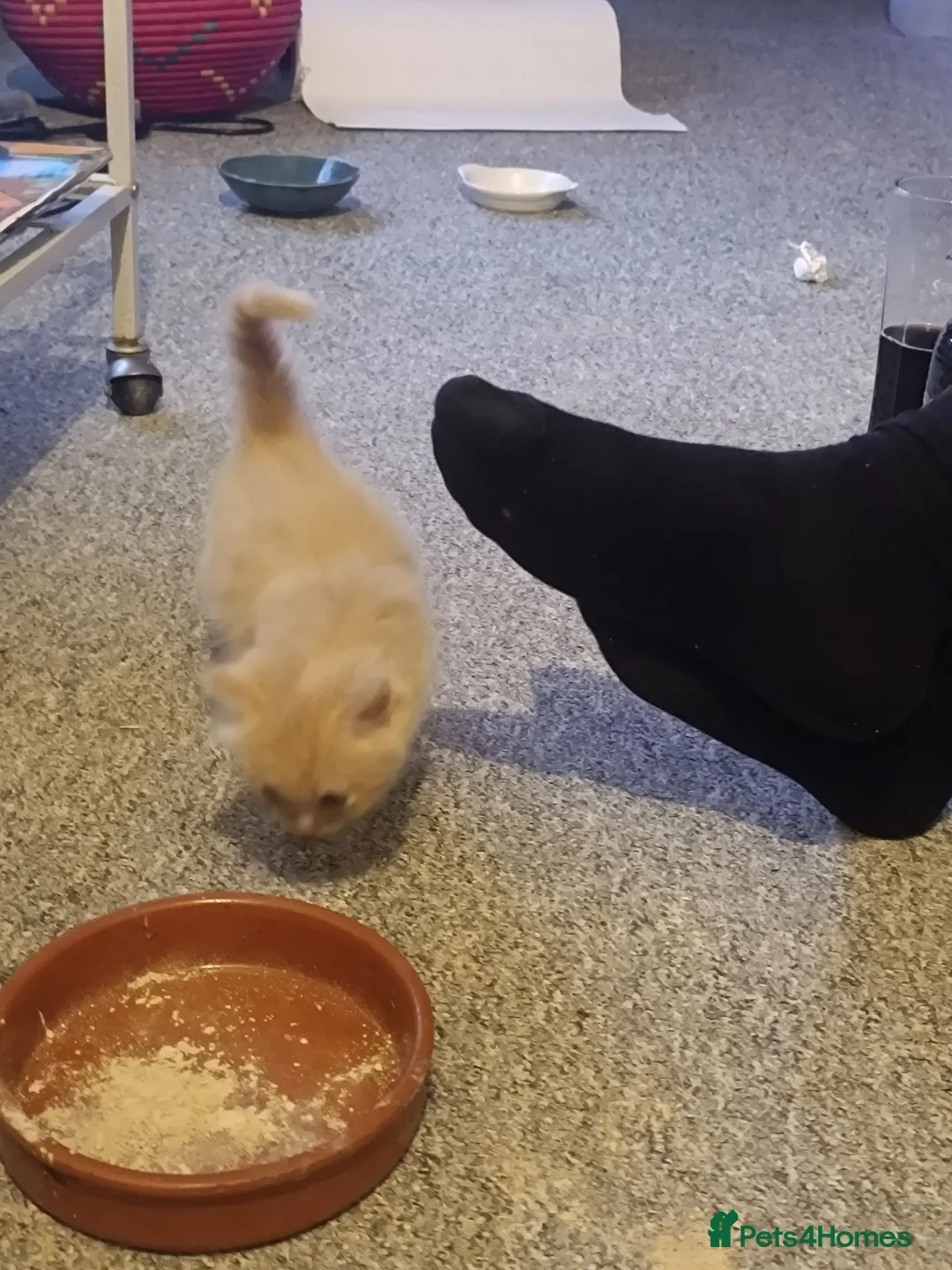 Mixed Breed cats for sale: Gorgeous Ragdoll cross kittens  - Advert 2