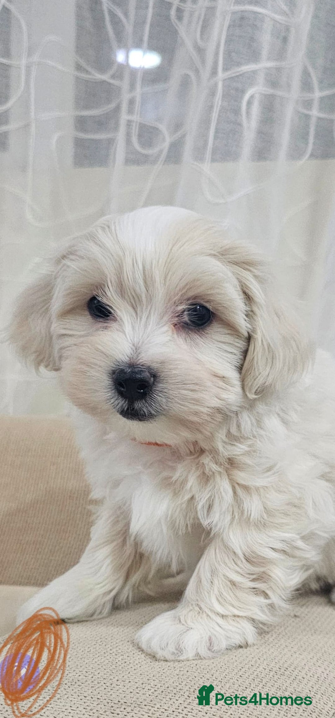 Maltese dogs for sale: Maltese puppies  - Advert 4