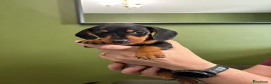 Dachshund Puppy 1
