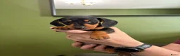Dachshund dogs for sale: last boy, ready now £700 - Advert 10