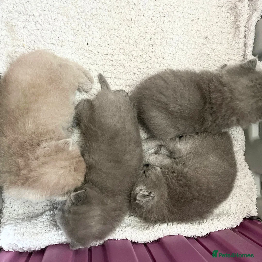 British Shorthair cats for sale: PKD Clear Vet Health Checked BSH Kittens - Advert 21