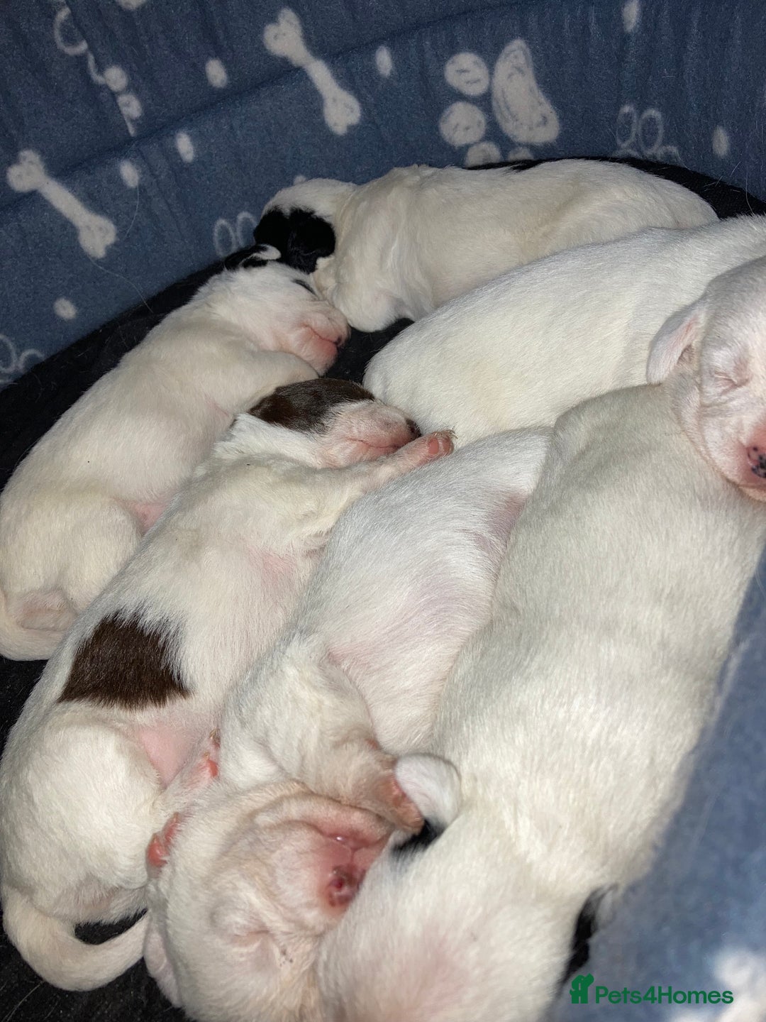Mixed Breed dogs for sale: 6 beautiful puppies  - Image 2