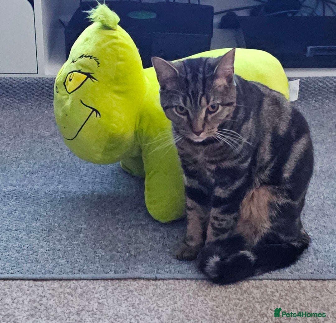 Mixed Breed cats for sale: BOB - 10mth Male Kitten  - Advert 1