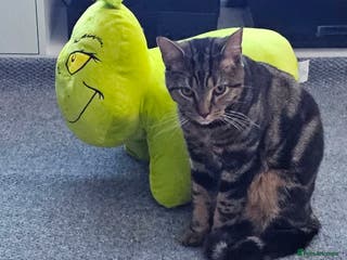 Mixed Breed cats BOB - 10mth Male Kitten - Advert 1