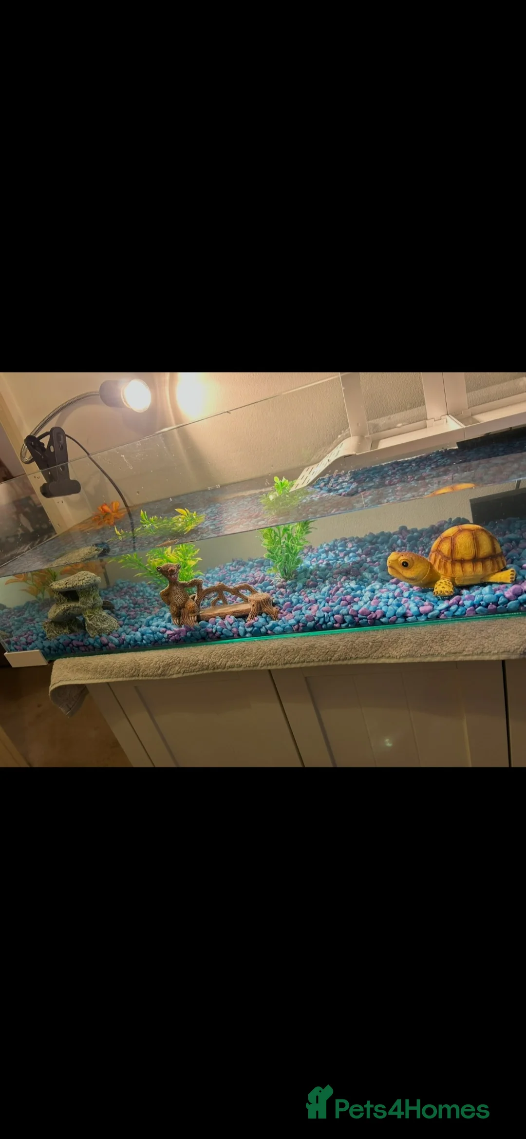 Mixed Breed reptiles for sale: Musk turtles and full set up for sale. in Staines - Advert 2