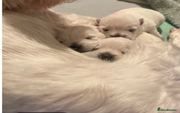 West Highland Terrier dogs for sale: Traditional Pedigree West Highland Terrier Pups  - Image 4