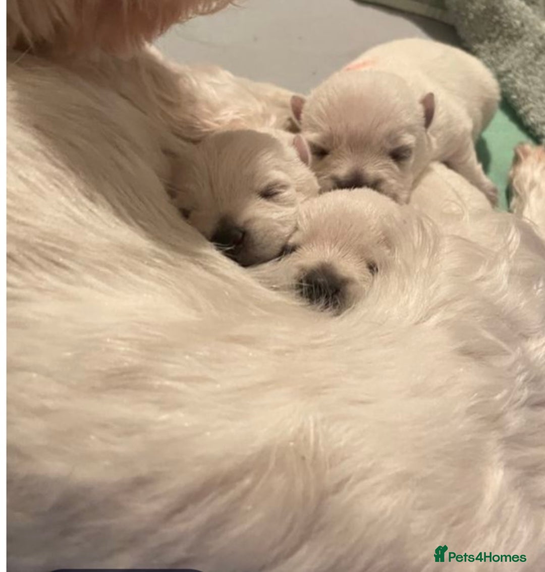 West Highland Terrier dogs for sale: Traditional Pedigree West Highland Terrier Pups  - Image 4
