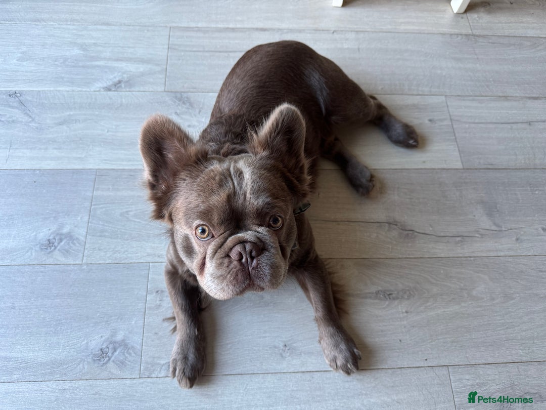 French Bulldog dogs for stud: *STUD* KC NEW SHADE ISABELLE FLUFFY FRENCH BULLDOG in Tonbridge - Advert 13