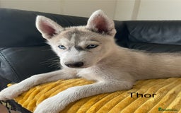 Siberian Husky dogs for sale: Siberian Husky puppies ❤️ - Image 3