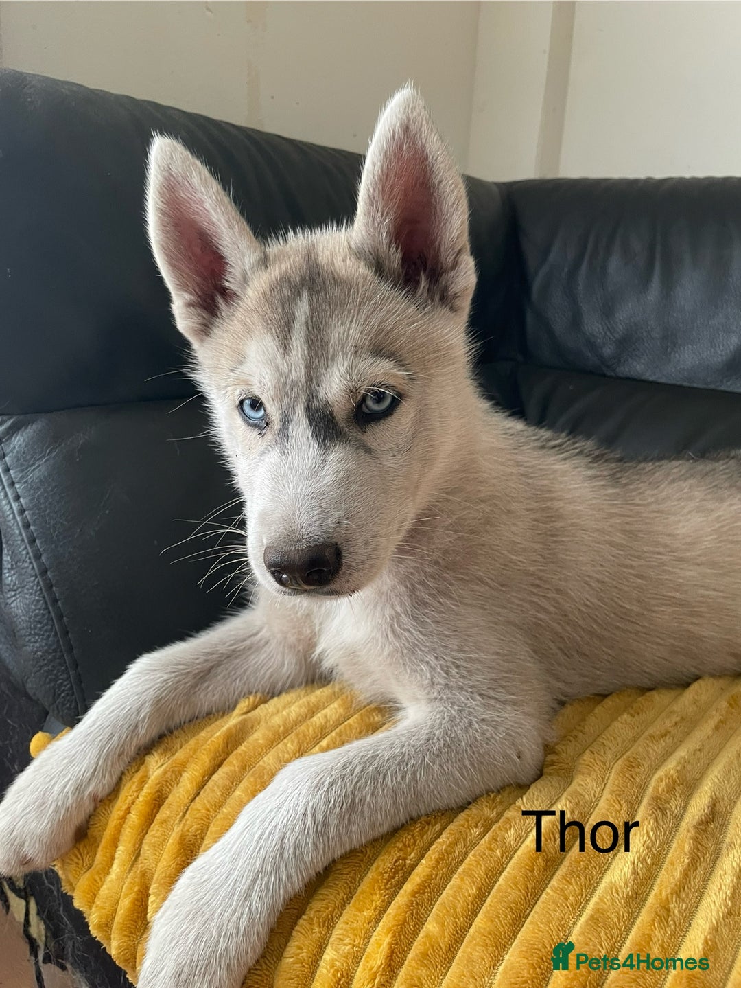 Siberian Husky dogs for sale: Siberian Husky puppies ❤️ - Image 3