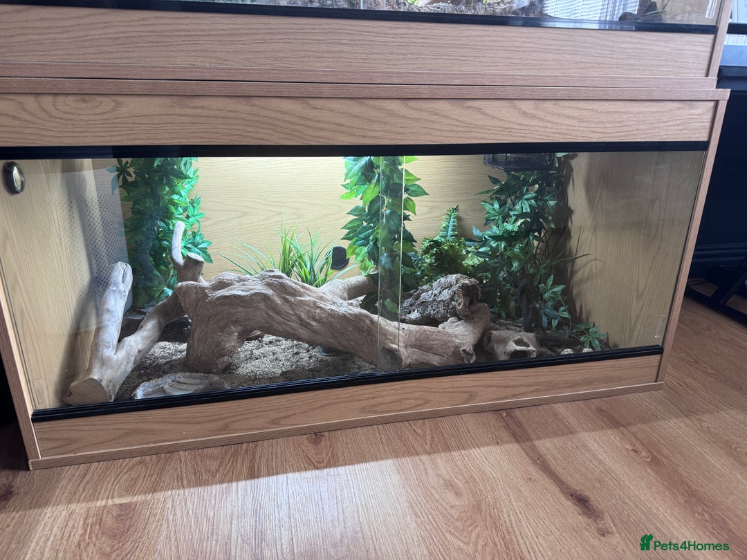Milk Snake reptiles for sale: Pueblan Milk Snake and full set up - Image 2