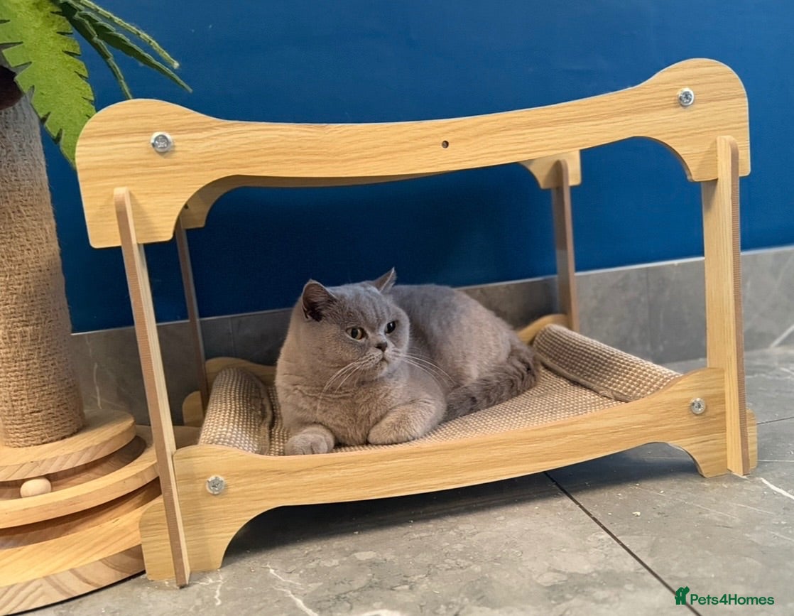 British Shorthair cats Retired GCCF Champion girls  - Advert 1