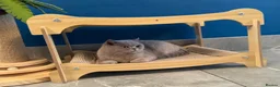 British Shorthair cats for sale: Retired GCCF Champion girls  - Advert 7