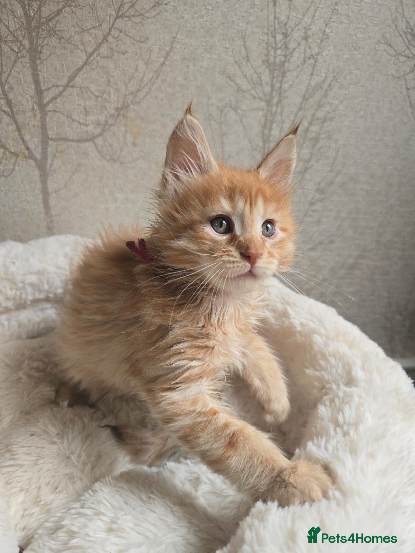 Maine Coon cats Red Maine Coon Chunky Large TICA Kittens - Advert 1