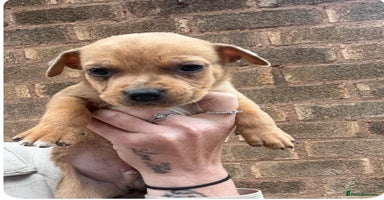 Mixed Breed dogs - Advert 3
