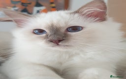 Birman cats for sale: Last birman baby left! I have 26 years experience  in Billingham - Image 1