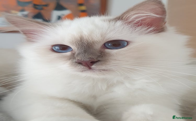 Birman cats in Billingham - Advert 1