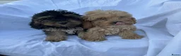 Cockapoo dogs for sale: Gorgeous cockatoo puppies - Advert 13