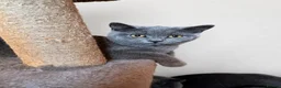 British Shorthair cats for sale: Gorgeous British Shorthair Kittens - Advert 2