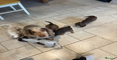 Cocker Spaniel dogs - Advert 3