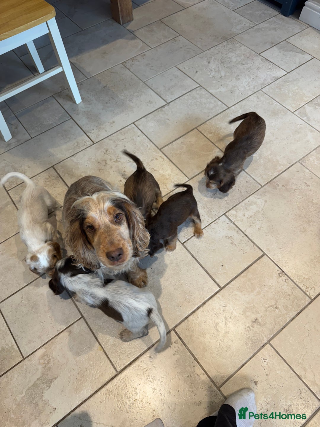 Cocker Spaniel dogs for sale: Gorgeous KC Show cocker spaniels  - Image 3