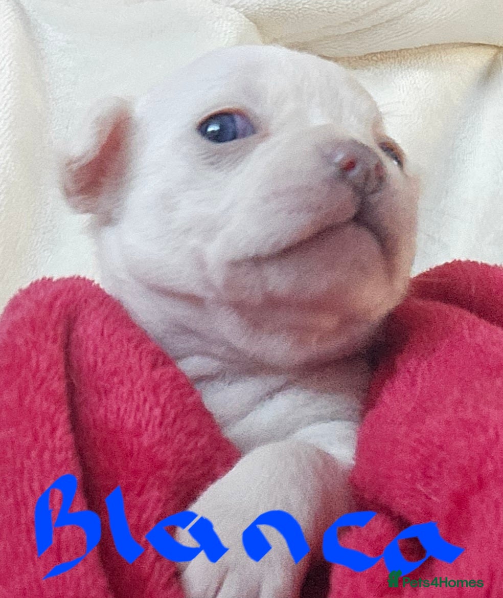 Chihuahua dogs Pure White With Stunning Blue  Eyes Chihuahuas  - Advert 8