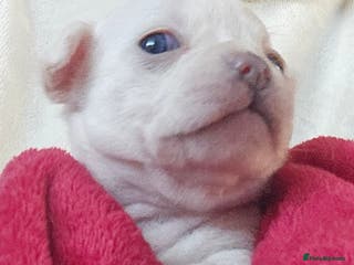 Chihuahua dogs Pure White With Stunning Blue Eyes Chihuahuas - Advert 8