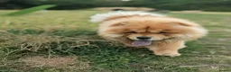 Chow Chow dogs for sale: Chow chow  - Advert 7