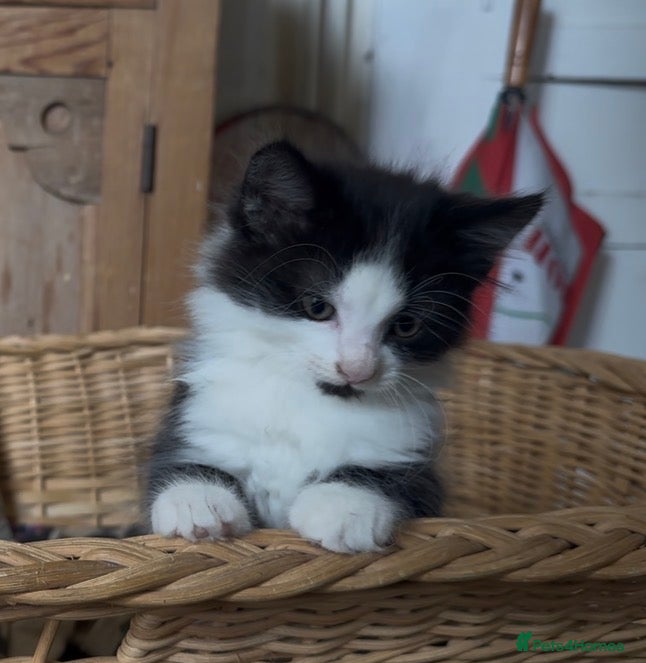Mixed Breed cats Mixed breed from a lovely family of cats - Advert 3