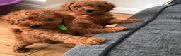 Cavapoo dogs for sale: Ready to leave F1bb deep red Cavapoo puppies  - Advert 1