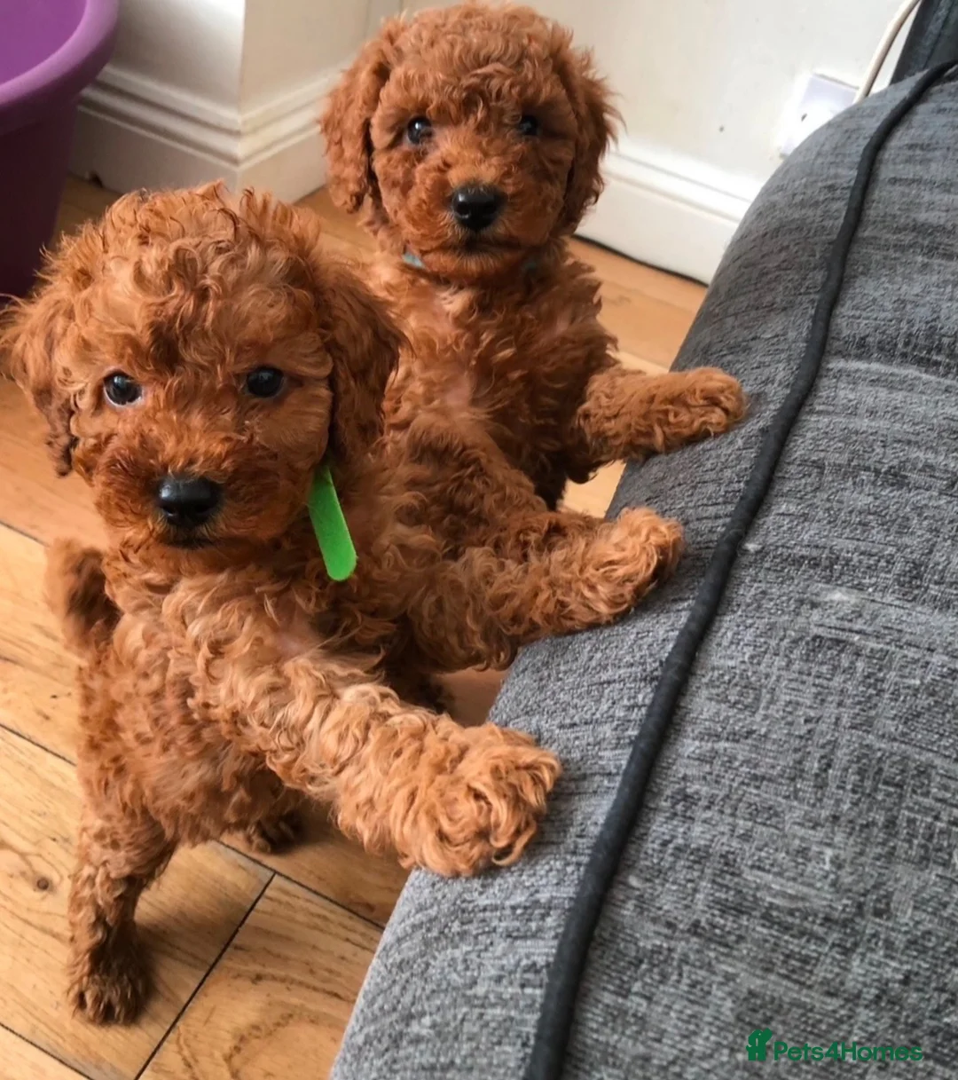 Cavapoo dogs for sale: Ready to leave F1bb deep red Cavapoo puppies  - Advert 1