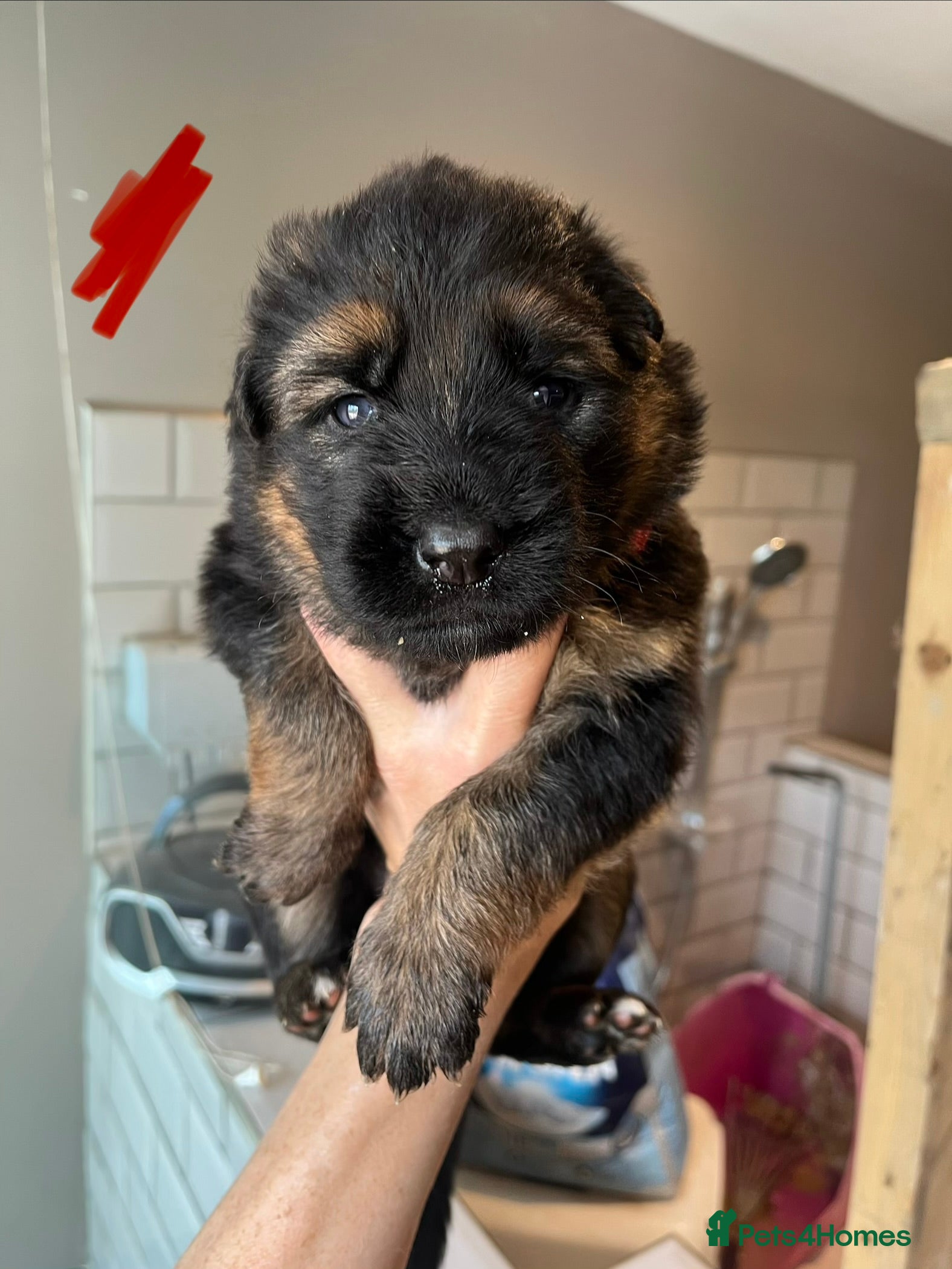 German Shepherd dogs Beautiful KC Reg puppies for sale  - Advert 2