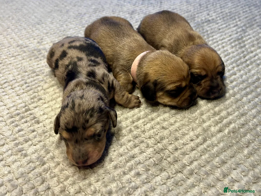 Miniature Dachshund dogs for sale: KC registered litter of mini dachshund puppies  - Advert 3