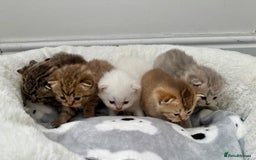 British Shorthair cats for sale: British shorthair kittens  - Image 6