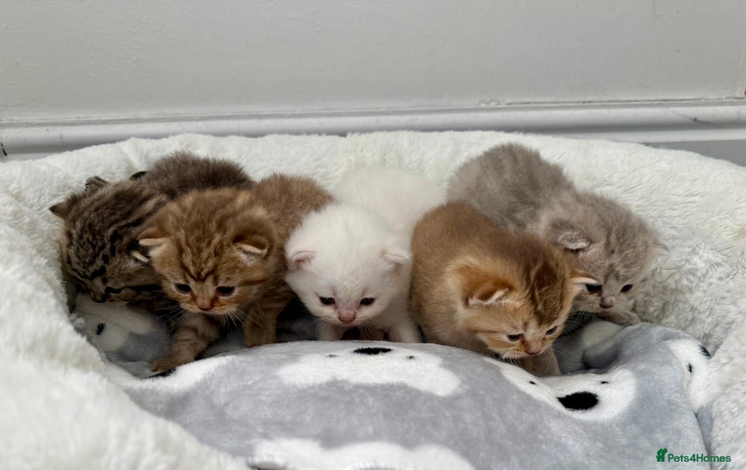 British Shorthair cats for sale: British shorthair kittens  - Image 6