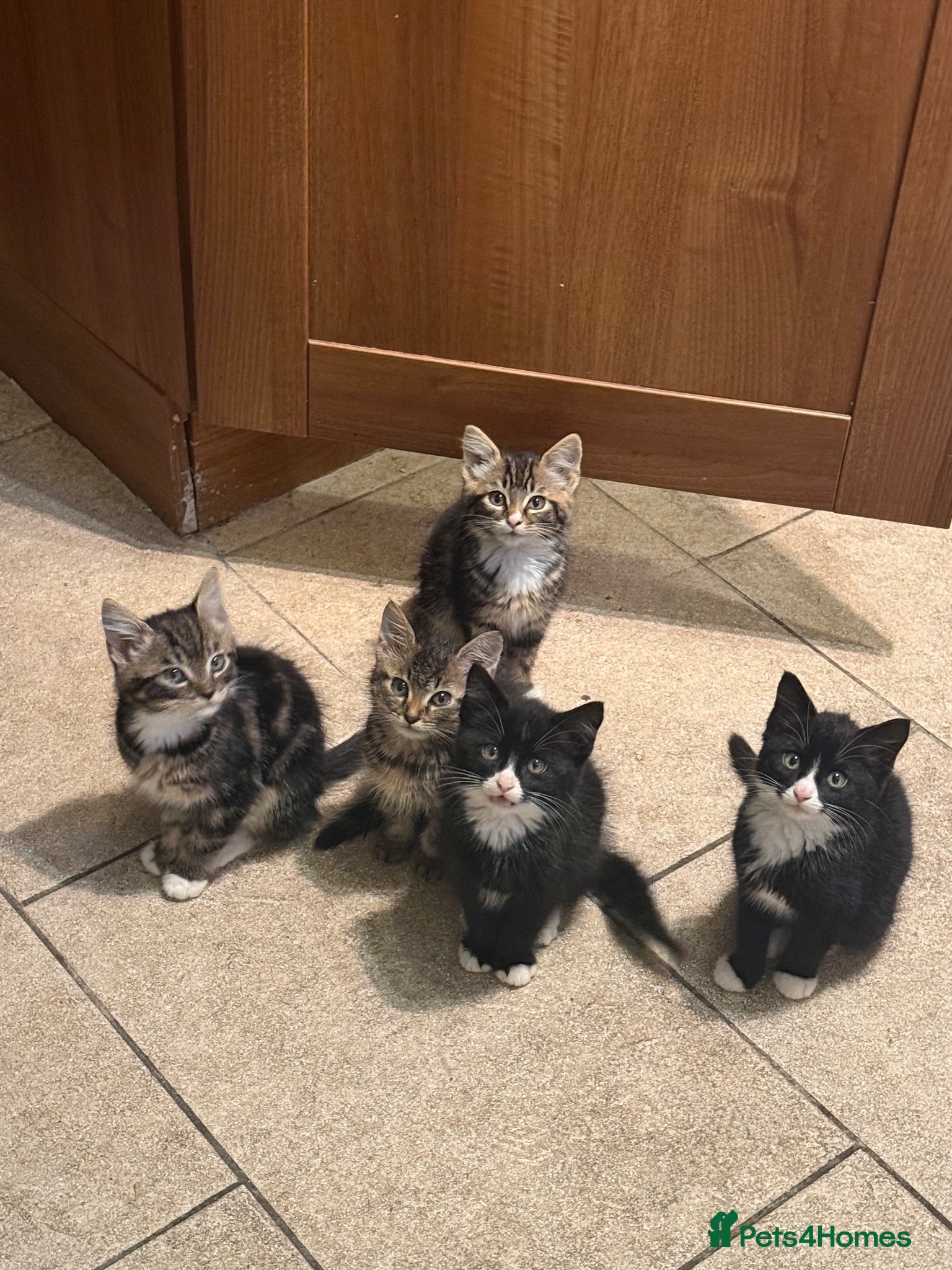 Mixed Breed cats Adorable Kittens Ready for Their Forever Homes🐾 - Advert 3