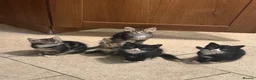 Mixed Breed cats for sale: Adorable Kittens Ready for Their Forever Homes🐾 - Advert 1