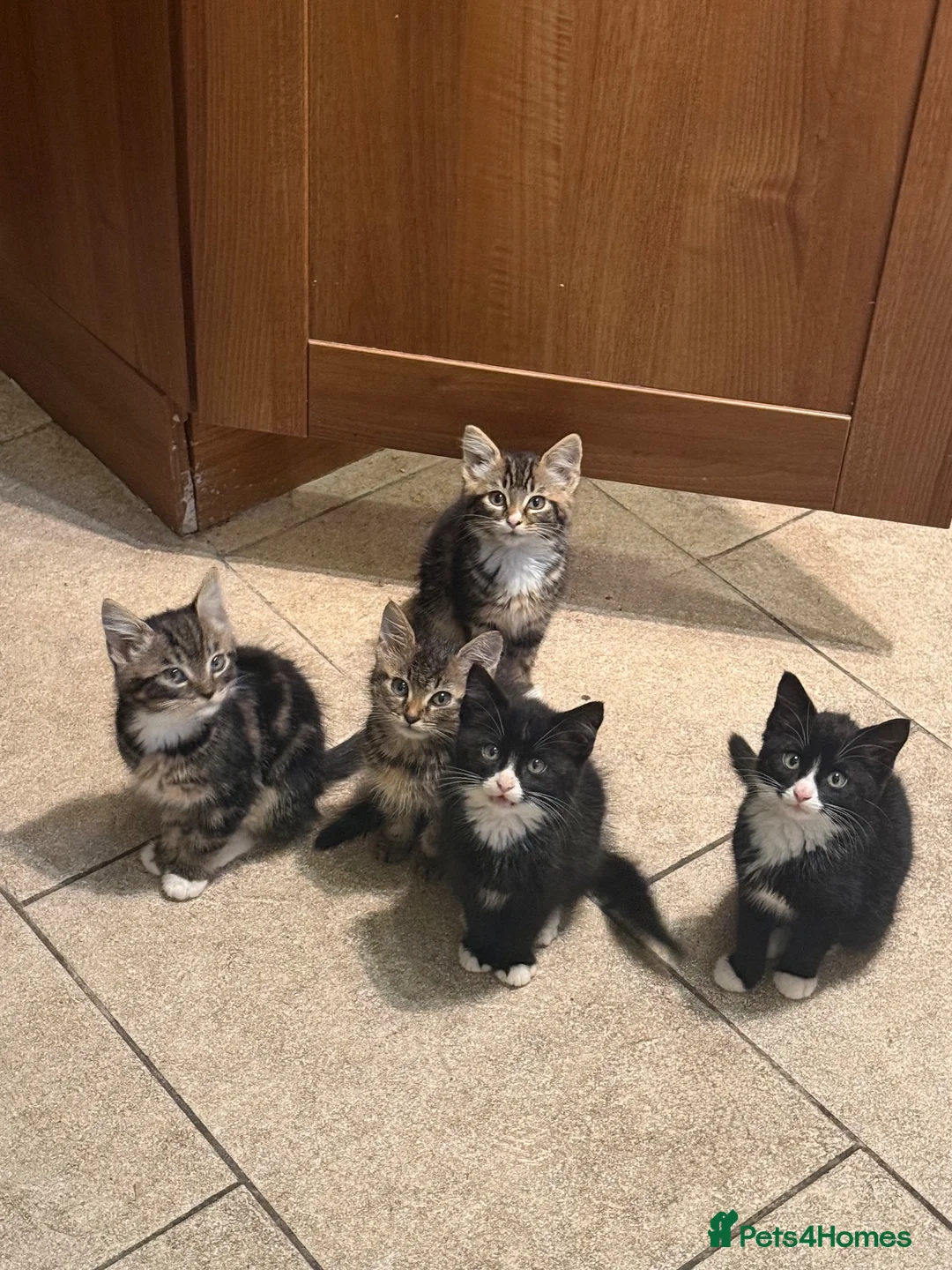 Mixed Breed cats for sale: Adorable Kittens Ready for Their Forever Homes🐾 - Advert 1