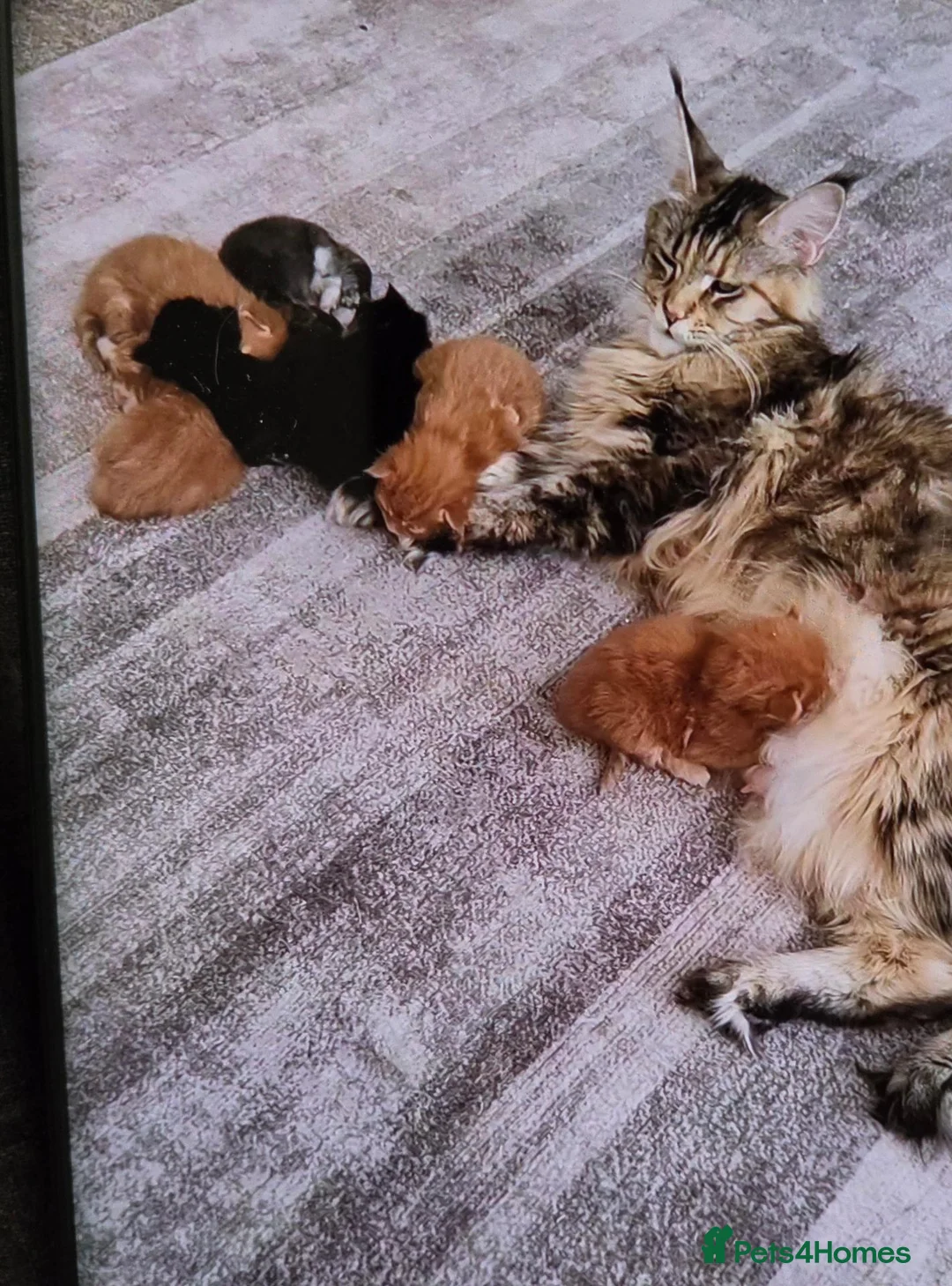 Maine Coon cats for sale: Maine coon kittens - Advert 2