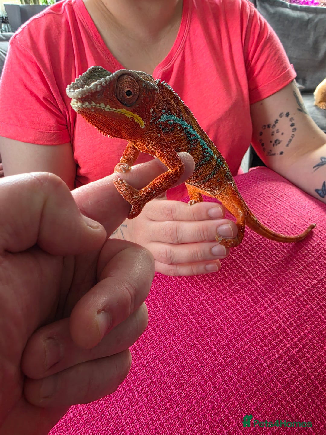 Chameleon reptiles for sale: Ambilobe panther chameleon and viv - Image 3